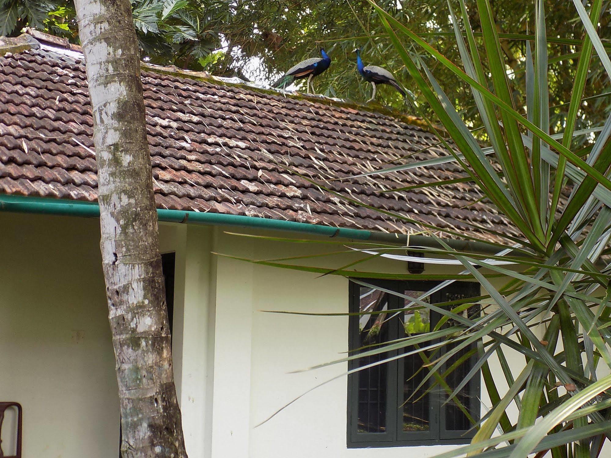 Bed and Breakfast Elphinstone Residency Kochi Zewnętrze zdjęcie